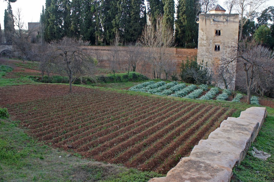المحاصيل التاريخية من بساتين قصر الحمراء
