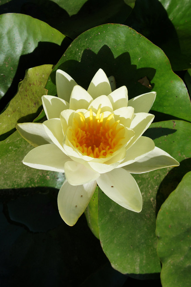The white water lily 