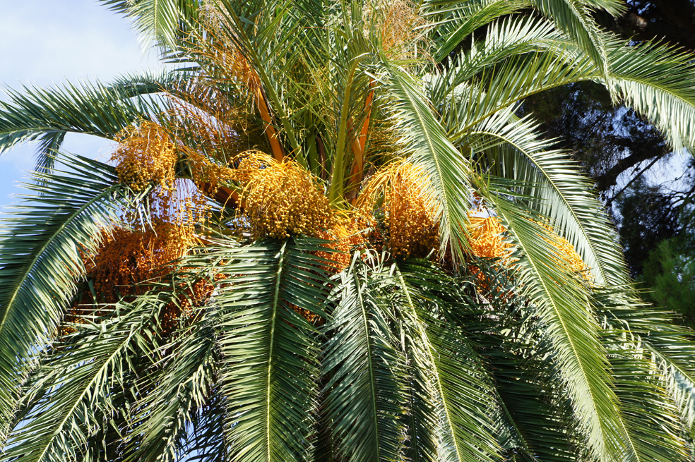 Canary Island date Palm