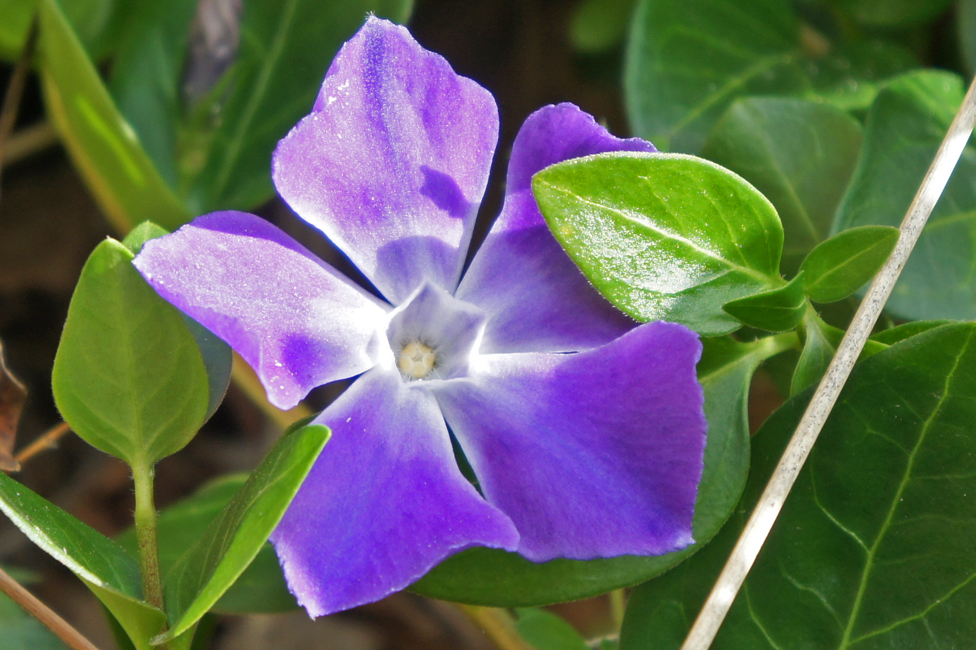 The lesser periwinkle