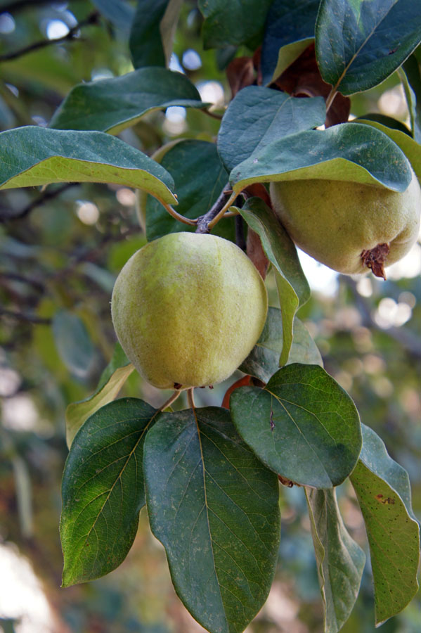 The Quince Tree
