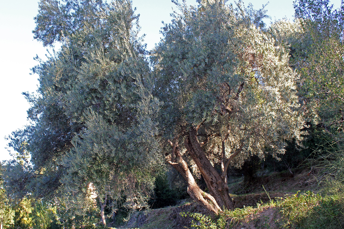 the Olive tree