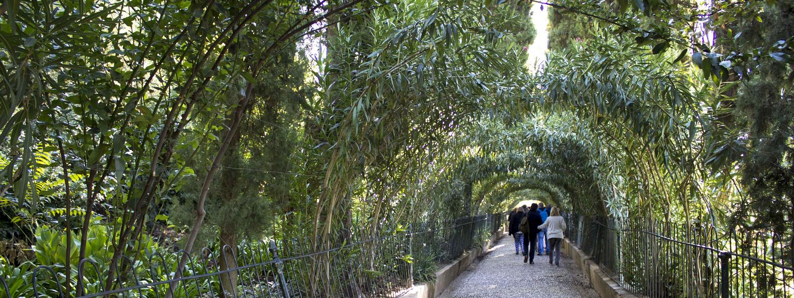 Seis plantas que podrás localizar en Plantas de la Alhambra. 80 especies imprescindibles