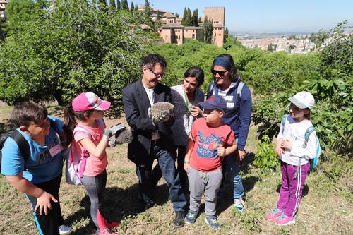 La Alhambra consolida su colonia de erizos en las  Huertas del Generalife con la “suelta” de 4 ejemplares