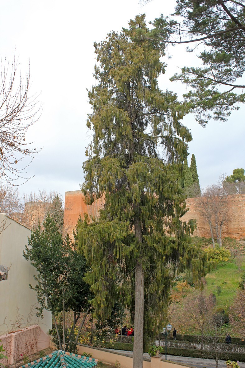 El ciprés llorón, planta del mes en la Alhambra