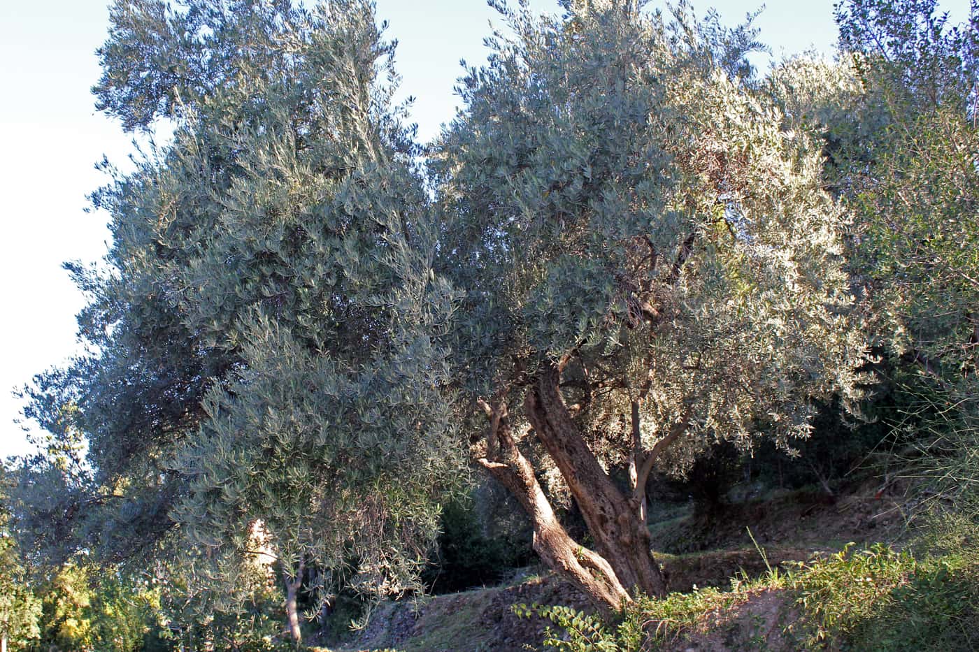 El olivo